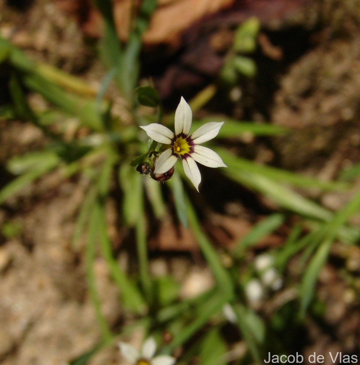 Sisyrinchium micranthum Cav.